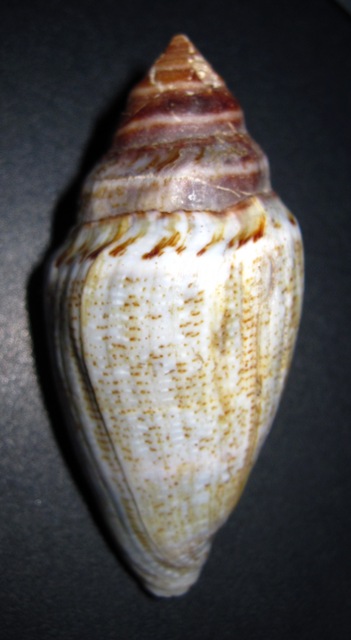 CONUS MEDITERRANEUS var. TURRITA?